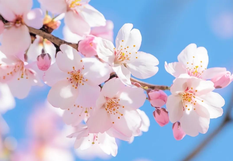 三月三上巳节 | 文化传承与OETY欧亿数码印刷的创新融合