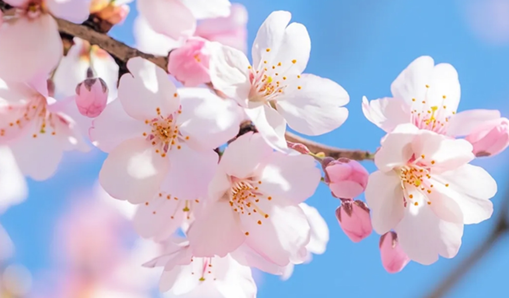 三月三上巳节 | 文化传承与OETY欧亿数码印刷的创新融合